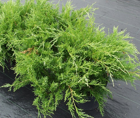 Juniperus ×pfitzeriana 'Mint Julep'
